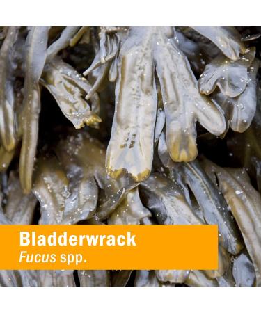 Herb Pharm Bladderwrack Liquid Extract 1oz - Natural Bladder Support - Buy Online on GoSupps.com