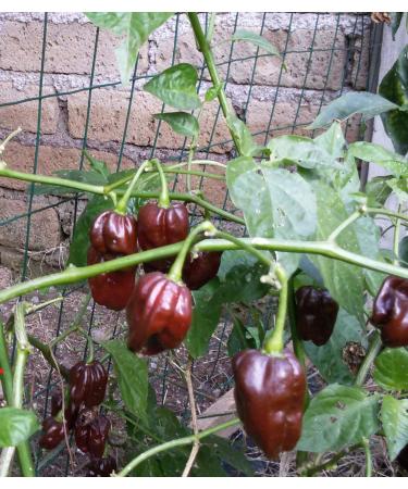 CHOCOLATE CHILI SEASONING-HABANERO
