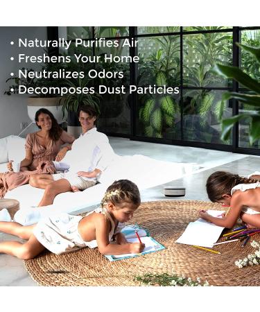 NCLEAIR Deodorizing Air Freshener Gum - Pet Odor Eliminator Spray - Multipurpose Gel for Home, Bathroom, Car - Long Lasting & Pet, Kid Safe (2 Pack) - Buy Online on GoSupps.com