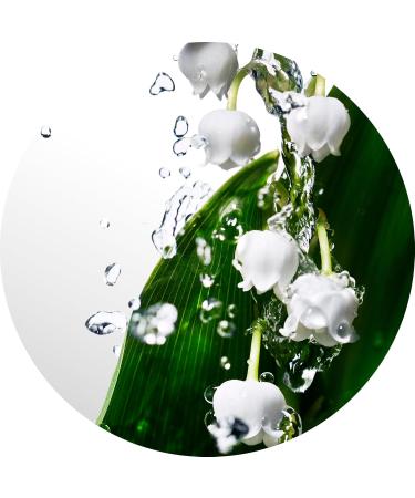 DAVIDOFF Cool Water Eau de Toilette Fresh Floral Women's Perfume With Notes of Watermelon Lily of the Valley & Musk Long Lasting Fragrance 3 piece set (1.6 fl oz. + 1.6 fl oz. + 1.6 fl oz.) - Buy Online on GoSupps.com