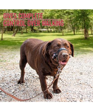 Alpha Boy Dog Training Collar | Comfortable & Gentle Handlebars for All Breeds | Real Leather Medium Harness with Quick Lock Buckle - Easy to Use - Buy Online on GoSupps.com