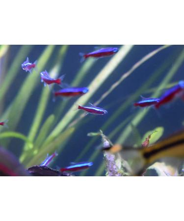 Seachem Stability Fish Tank Stabilizer 500ml - Freshwater & Marine Aquarium Solution - Buy Online on GoSupps.com