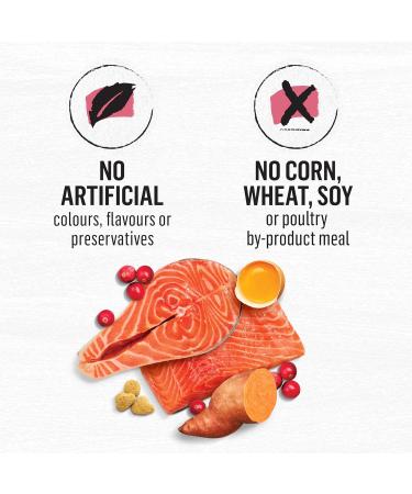 Beyond Grain Free Natural Dry Cat Food Indoor Cat Wild-Caught Salmon & Egg - 2.26 kg Bag 2.26 kg (Pack of 1) - Buy Online on GoSupps.com