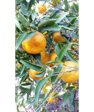Conserve Conti - Confiture de Mandarini sicilien - 4 pots de ml. 106/360 grammes - production artisanale - Buy Online on GoSupps.com