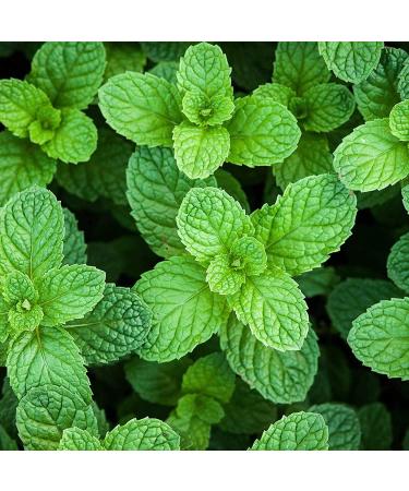 Pranarom Peppermint Essential Oil 0.17 fl oz (5 ml) - Pure Aromatherapy & Wellness - Buy Online on GoSupps.com