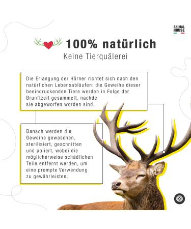 Animal House Whole Deer Antlers for Dogs - 100% Natural Chews for Dental Health - Durable & Resistant - Available in All Sizes - Buy Online on GoSupps.com