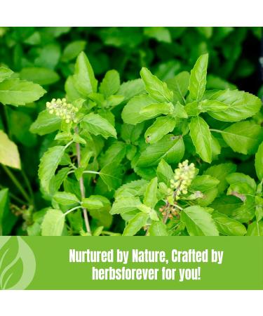 HerbsForever Tulsi Powder Holy Basil Leaves Powder Ocimum Sanctum Support Immune System Promote Calmness and Stress Relief Non GMO Vegan 454 GMS - Buy Online on GoSupps.com
