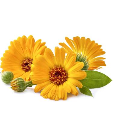  FITNE Health Care FITNE Organic Marigolds Ointment with Organic Olive Oil for the Care of Highly Stressed and Sensitive Skin (75 ml) - Buy Online on GoSupps.com