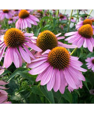 Buy Frontier Organic Echinacea Purpurea Herb - 16 oz | Natural Health Supplement - Buy Online on GoSupps.com