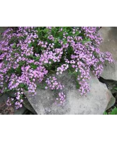 Soapwort- ocymoides -pink- 200 See