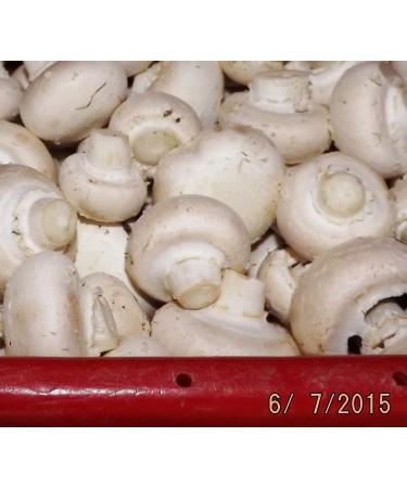 White Button Mushroom Growing Kit - Easy Fresh Shroom Growth - Buy Online on GoSupps.com