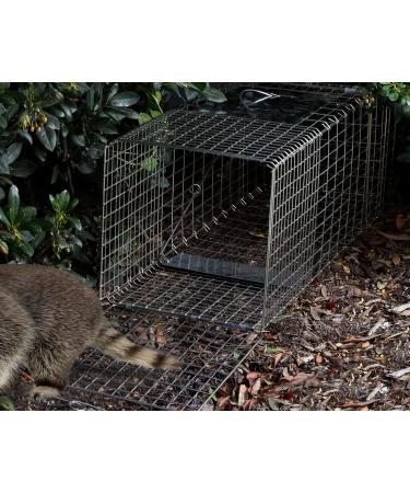 OxGord Live Animal Trap - Humane 2-Door 32 Cage for Raccoon, Opossum, Cat, Rabbit & Rodents - Buy Online on GoSupps.com