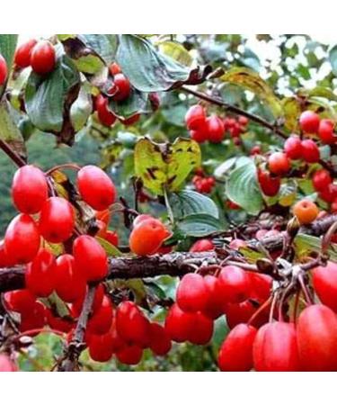  HQZMCTE Premium Quality Chinese Herbal Tea Shan Zhu Yu Special Quality Meat Fruit Cornus Officinalis (250g) - Buy Online on GoSupps.com