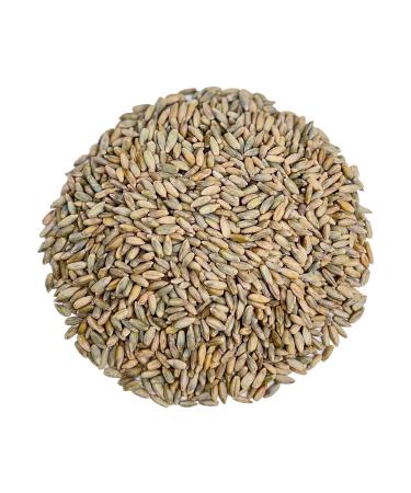 100% Organic Rye Berries, Non-GMO, Kosher, Raw, Bulk Seeds, Product of the USA (10 lbs) 10 Pound (Pack of 1)