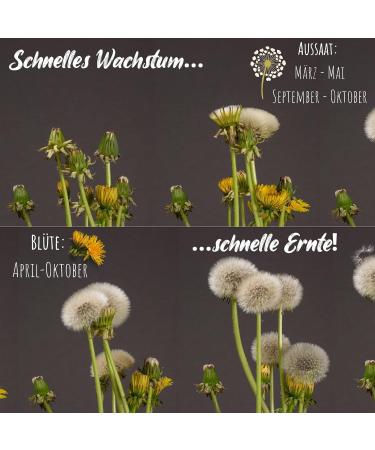 Dandelion Seeds for Rabbits - Optimal Wild Herb Feed Supplement (5 000 Seeds) | Guinea Pigs & Turtles Approved - Buy Online on GoSupps.com