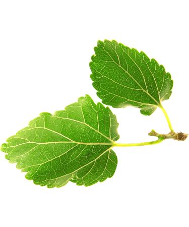 New Nordic Zuccarin Diet - Herbal Supplement to Support a Healthy Lifestyle - Contains White Mulberry Leaf Extract & Green Coffee Bean Extract - 60 Vegan Tablets (Pack of 3) - Buy Online on GoSupps.com