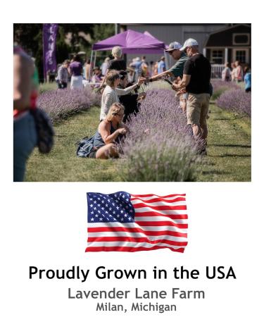 LAVENDER LANE Organic Whipped Tallow Cream - Herb Infused Olive Oil 100% Grass Fed Beef Tallow Face and Body Moisturize (Lavender) - Buy Online on GoSupps.com