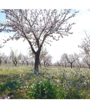 Buy Organic Almond Oil 500ml - Cold Pressed in Black Forest | Spanish Sweet Almonds from Regenerative Agriculture - Buy Online on GoSupps.com