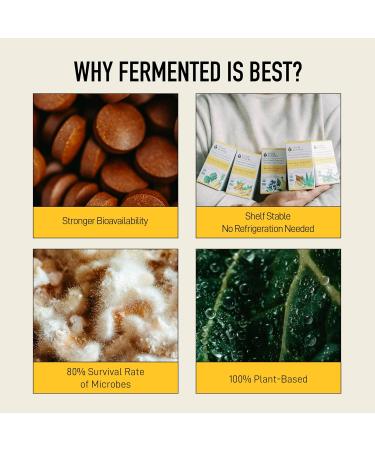 Gut Health Supplement - Your Flora Probiotic Terrain with Fermented Soybean Aloe Vera Prebiotics Digestive Enzyme Probiotics for Men & Women - Vegan Non-GMO - Living Alchemy 120 Pcs 120 count (Pack of 1) - Buy Online on GoSupps.com