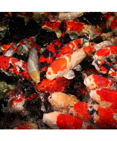 JBL 4124100 Autumn Koi Thin Skin for Wafer Season Lining Autumn Propond Size M 1500 g - Buy Online on GoSupps.com