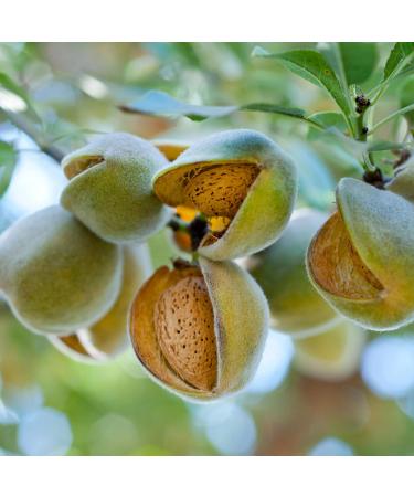 Rampal Latour black soap with linseed oil almond 1 l - Buy Online on GoSupps.com