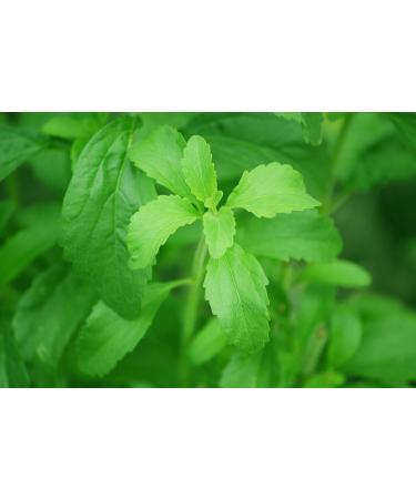 STEVIA Fluid SALZH US'L 50ml - Premium Natural Liquid Sweetener | Sugar Substitute & Healthier Choice - Buy Online on GoSupps.com
