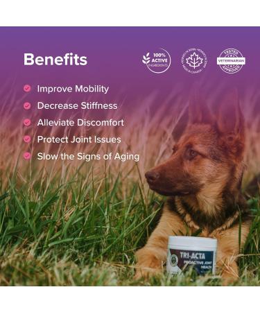 Integricare Muscle and Joint Supplement for Pets - Hip and Joint Supplement with Msm Powder Chondroitin - Glucosamine for Dogs and Cats for Ultimate Pet Nutrition - 300g 300 g - Buy Online on GoSupps.com