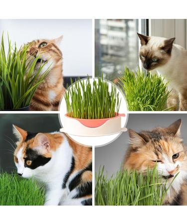  Tebinzi Catnip Cup Catnip Planter Hydroponic Catnip Culture - Cultivation Box Planting Soiless Fish Shape with Mesh Tray for Tebinzi - Buy Online on GoSupps.com