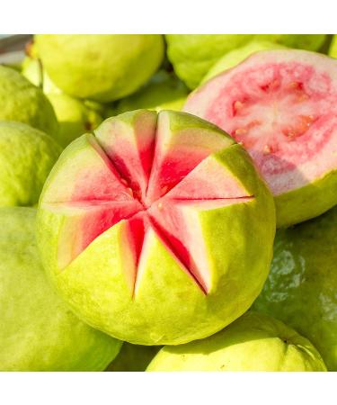 Petal Fresh Pure Guava Nectar Body Butter - Organic Coconut Oil, Argan Oil, Shea Butter - 8 oz - Vegan & Cruelty Free - Buy Online on GoSupps.com