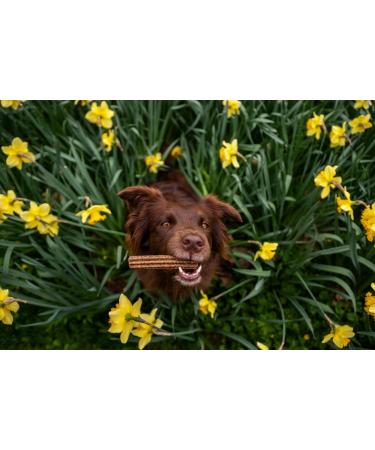 Brit Adult Food 251g - Buy Online on GoSupps.com