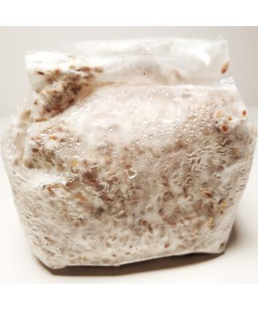 Golden Oyster Mushroom Grain Spawn - 1 lb. Freshly Made & Ready to Use