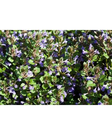Speedwell Herb Tea | Veronica Officinalis L | V ronique Officinale Herbe Tisane | Health Embassy (50g) - Buy Online on GoSupps.com
