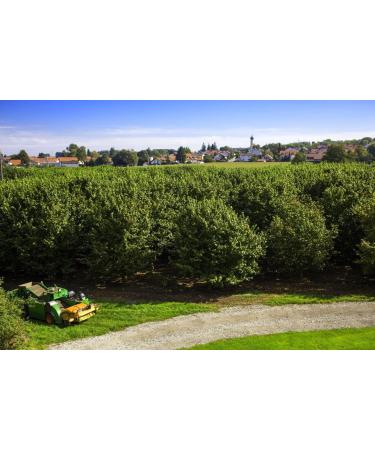 Premium German Hazelnuts - Perfect for Humans & Animal Feed - 1 kg Whole Nuts for Squirrels Rodents & Parrots - Buy Online on GoSupps.com