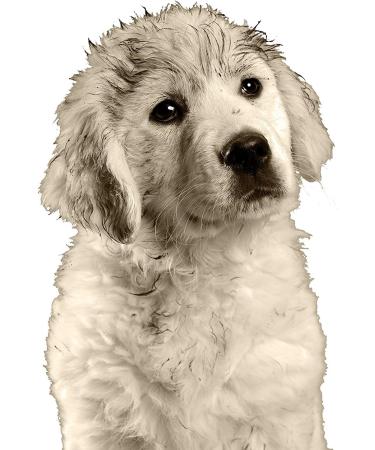 Buy Mucky Puppy Election Shampoo for Pets | Gentle Natural & International Shipping - Buy Online on GoSupps.com