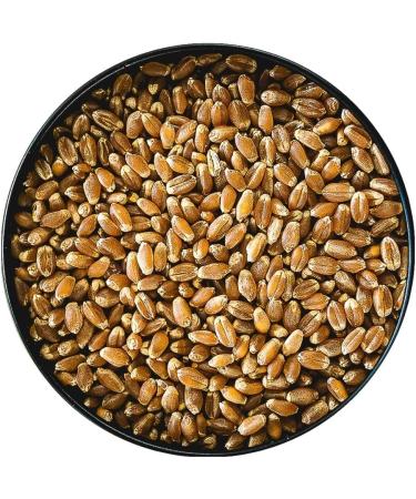 StoreHouse Foods Hard Red Spring Wheat Berries No 1 Grade Bulk Raw Non-GMO Vegan Product of Canada (10 kg) 10 kg (Pack of 1) - Buy Online on GoSupps.com