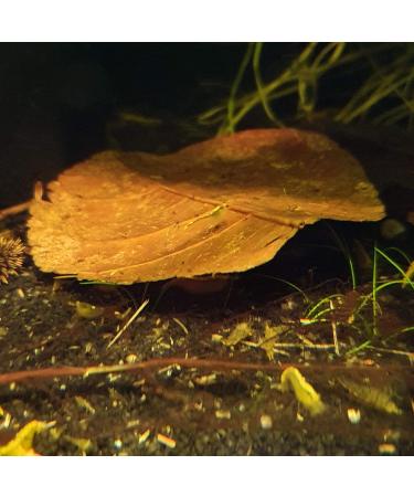 Garnelen4you Sea Almond Leaves - 100 Premium 6-9 cm for Shrimp Fish Crabs Snails | Climate-Neutral Packaging | Long-Term Feed & Water Treatment - Buy Online on GoSupps.com