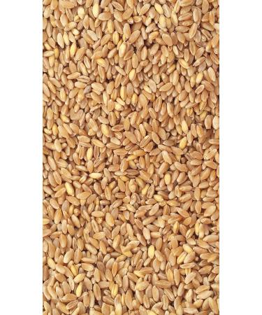 1Kg Pre-cleaned durum wheat (Sicilian) -MOLINO ZAPPALA '