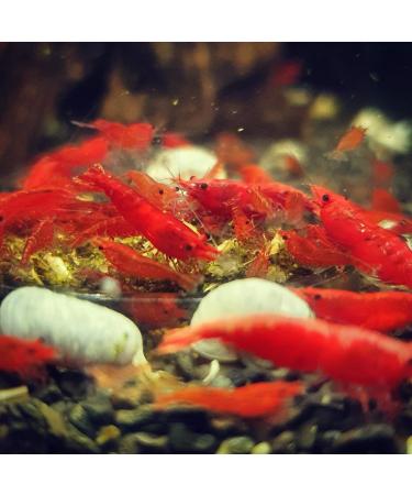 GARNELEN4YOU Feed Line Bundle Health & Vitality Premium shrimp food Sustainably packaged Made in Germany Walnuts dandelion nettle For shrimps crayfish and snails - Buy Online on GoSupps.com