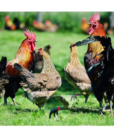 100 Pieces Colorful Numbered Chicken Leg Bands for Poultry - Clip-on Ankle Rings for Ducks, Chicks, Guinea, Gamefowl - 5 Colors - 0.63 x 0.39 Inch - Buy Online on GoSupps.com