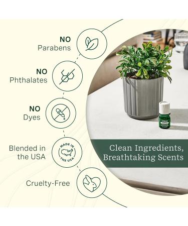 ClickWick Essential Oil Blends for Lifelines Diffusers 4-Pack Discovery Set - Essential Oil Blend Refill for Candle Plant & Shower Aromatherapy Diffuser - Fragrance for Diffusers - Buy Online on GoSupps.com