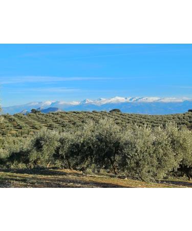 Premium Extra Virgin Olive Oil Early Harvest Cold Extraction Arbequina Variety 500 mL - Spanish Olive Oil - Buy Online on GoSupps.com