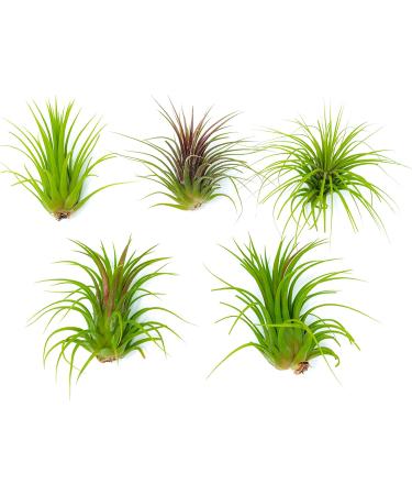 10 Ionantha Tillandsia Air Plants 2-3.5 Inches | Live Tropical House Plants for Home Decor & Terrariums - Buy Online on GoSupps.com