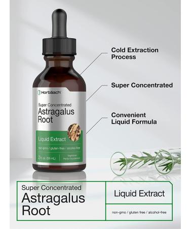Astragalus Root Extract | 2 oz Super Concentrated Tincture | Alcohol-Free, Vegetarian, Non-GMO, Gluten-Free | Horbaach - Buy Online on GoSupps.com