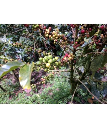 Bridgehead Coffee- Bytown Boom- 6 pack | Dark Roast Coffee | Whole Bean Coffee | 340 g - 12 oz each pack| Organic | Fairtrade | Sustainable | proudly Canadian Bytown Boom 2.04 kg (Pack of 1) - Buy Online on GoSupps.com