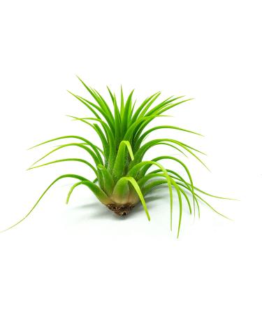 10 Ionantha Tillandsia Air Plants 2-3.5 Inches | Live Tropical House Plants for Home Decor & Terrariums - Buy Online on GoSupps.com