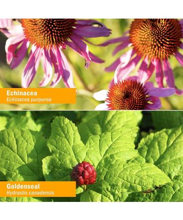 Herb Pharm Rapid Immune Boost Liquid Herbal Formula - Echinacea and Goldenseal - 4oz (Pack of 1) - Buy Online on GoSupps.com
