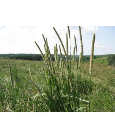Timothy Hay Seeds - Organic - 1 Pound Seed - Easy to Grow Treat for Your Small Pet - Buy Online on GoSupps.com