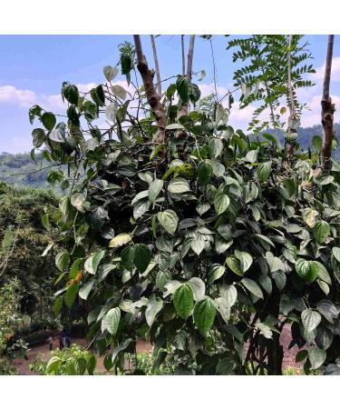 Organic Black Pepper Whole - Premium Rasavat Pepper from Sri Lanka | 250g - Pfefferdieb - Buy Online on GoSupps.com