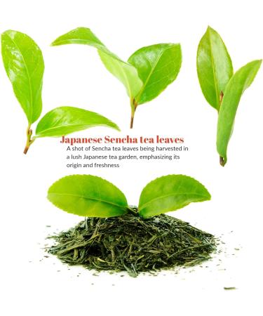 Teabalmy Japanese Herbal Tea Organic Matcha Hojicha Poweder Gyokuro Sencha Kabusecha Fukamusi Ognc Sencha Houjicha Genmaicha (Sencha 100 g (Pack of 1)) Sencha 100 g (Pack of 1) - Buy Online on GoSupps.com