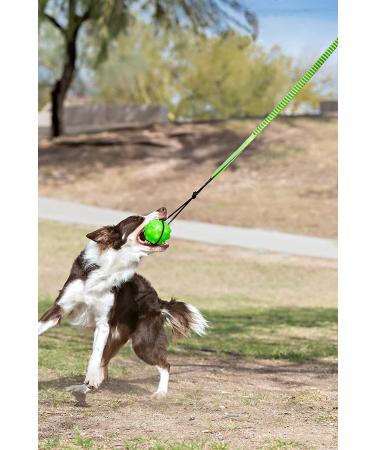 Jolly Pets Tree Tugger Green - Interactive Dog Toy for Fun Playtime - Buy Online on GoSupps.com